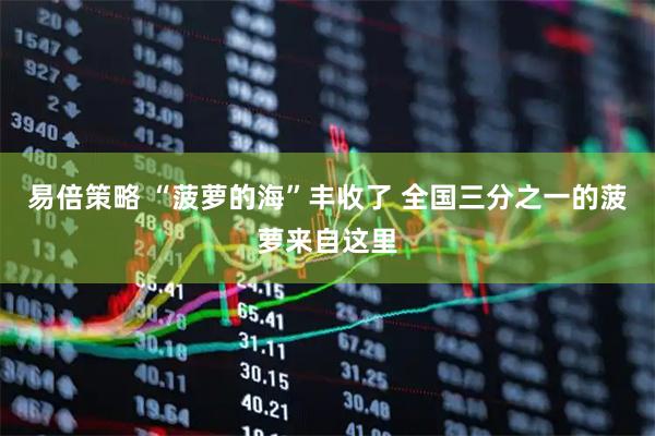 易倍策略 “菠萝的海”丰收了 全国三分之一的菠萝来自这里